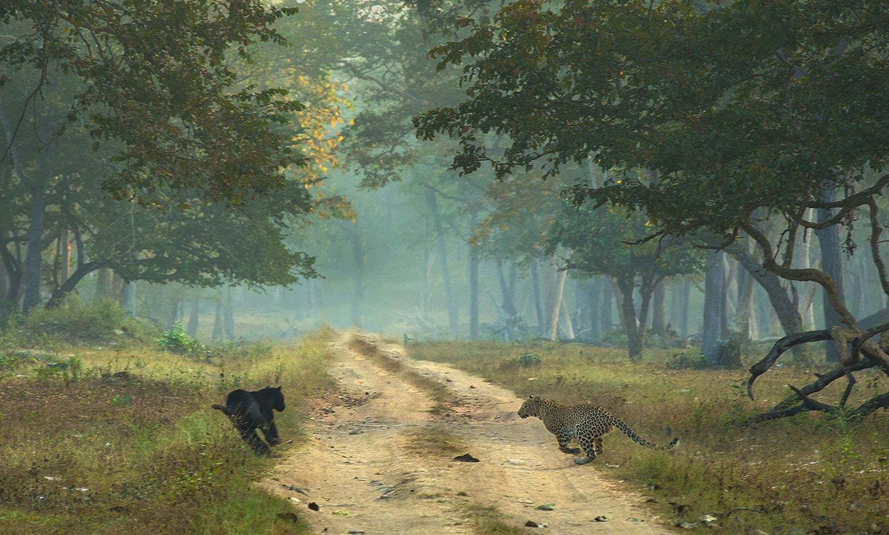 Black panther and leopard running on a path.