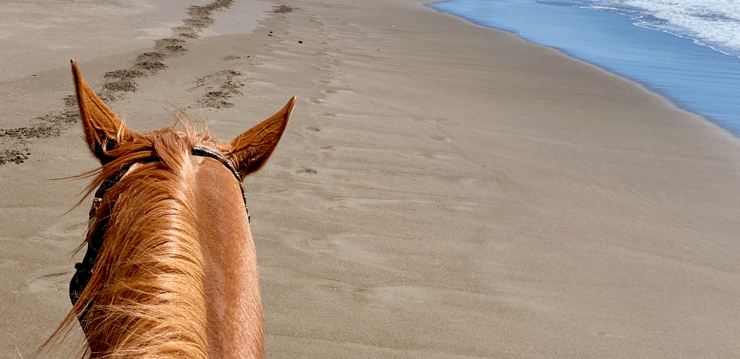 A horse's mane and ears are in the foreground, with a sandy beach stretching to the ocean.