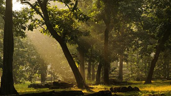 Sunlight streaming through tall forest trees onto a grassy woodland floor