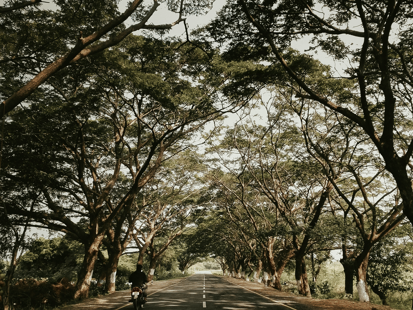 A bike on a tree-lined road forming a natural tunnel with arching branches, light filtering through leaves