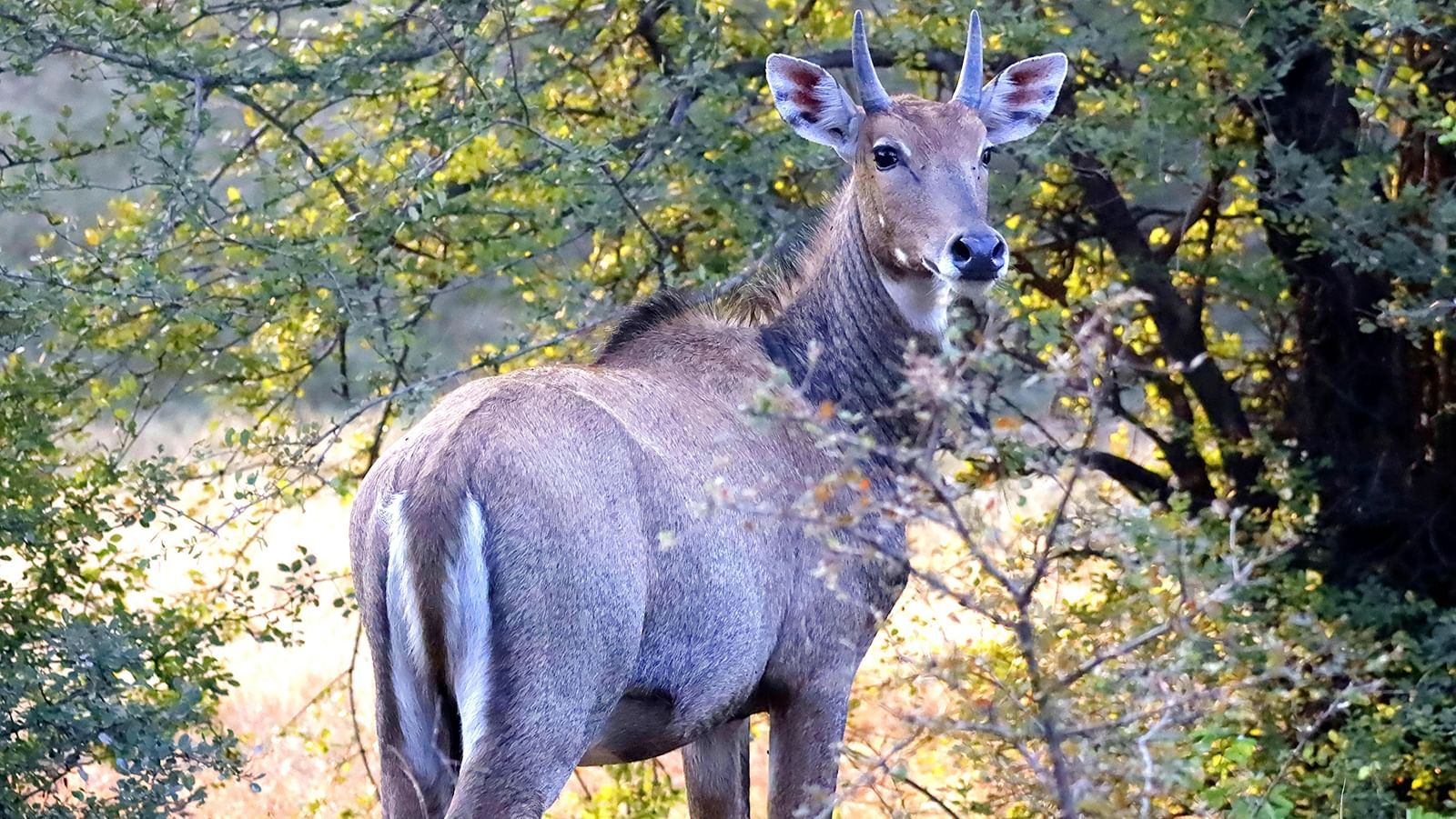  A Nilgai, also known as an Indian antelope, stands alertly in a sun-dappled forest clearing, its head turned towards the camera with large ears and small horns visible.