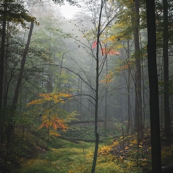 mawphlang sacred forest