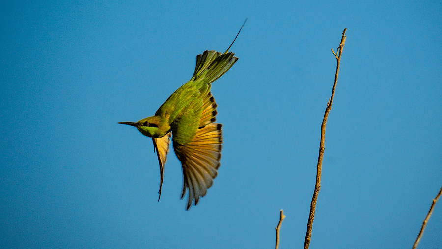An Asian Green bee eater flying upside down on a sky