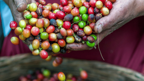 Coffee beans held by hand