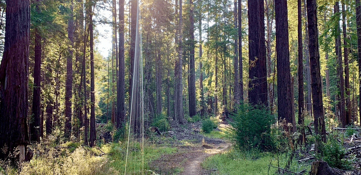 An image of a forest pathway lined with large trees on both sides, bathed in sunlight