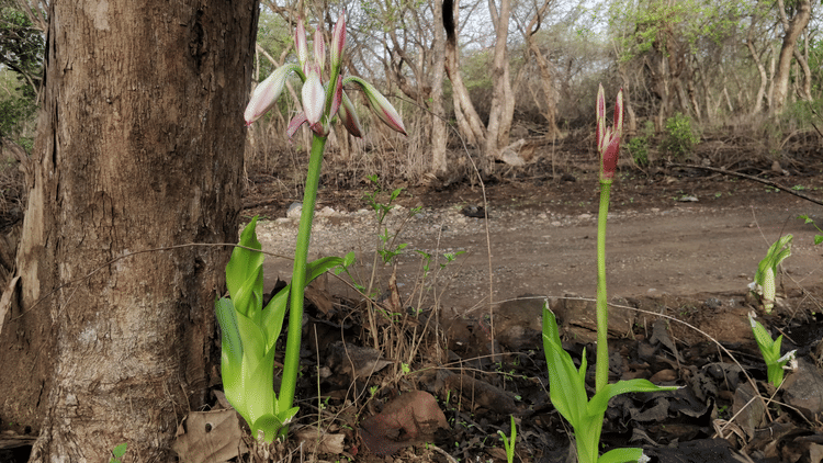Two Milk Wine Lily besides a tree trunk