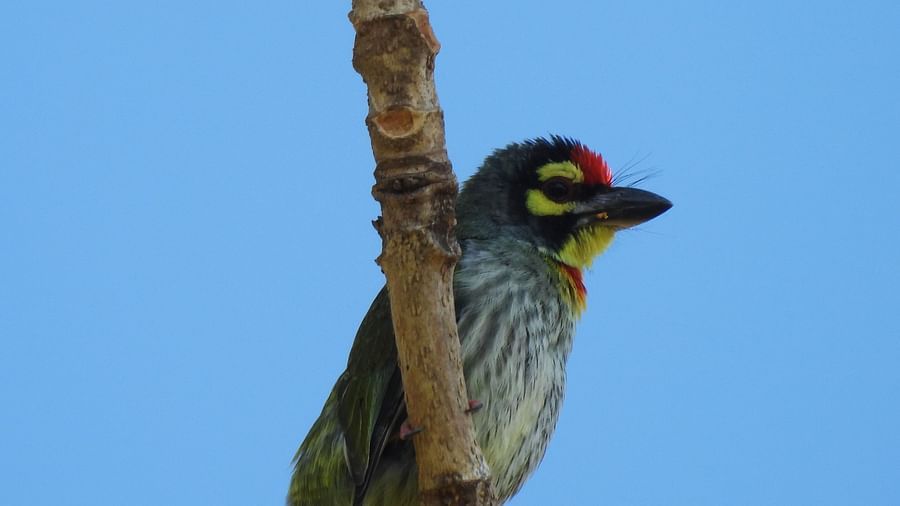 A bird gripping a tree trunk vertically, scanning its surroundings.