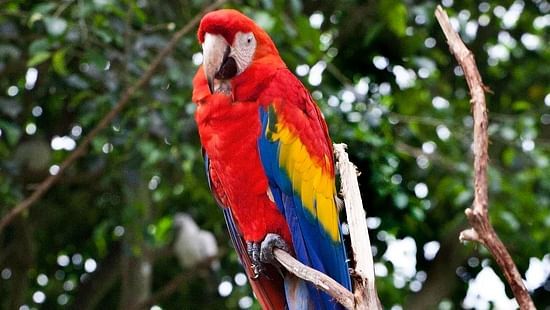 SCARLET MACAW