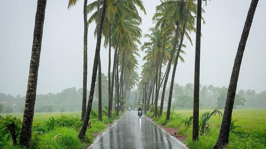Palm-lined road glistening in the rain under a cloudy sky