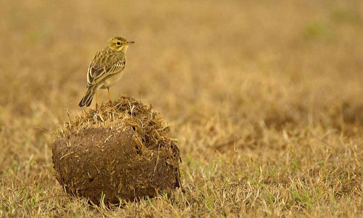 Pipit bird on elephant dung in a grassy field.