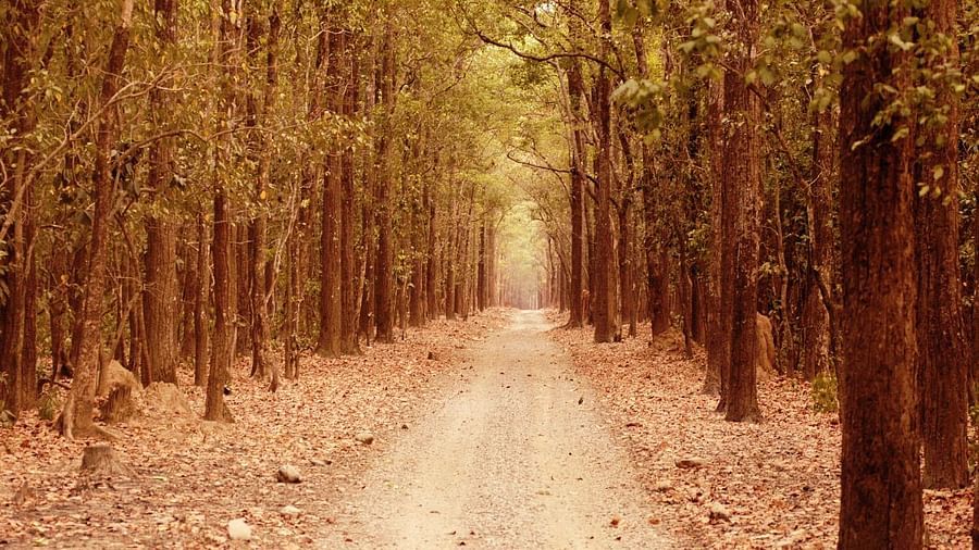 An image of a pathway covered by trees in the forest