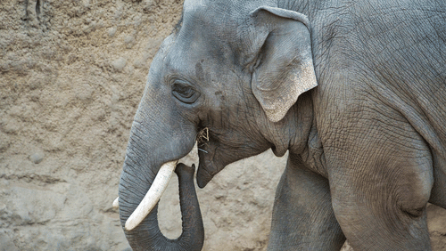 elephant-4871679 1280