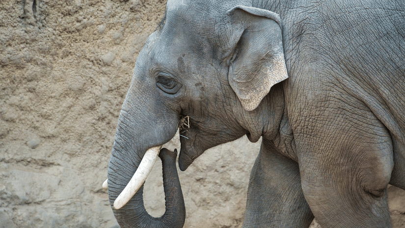 elephant-4871679 1280