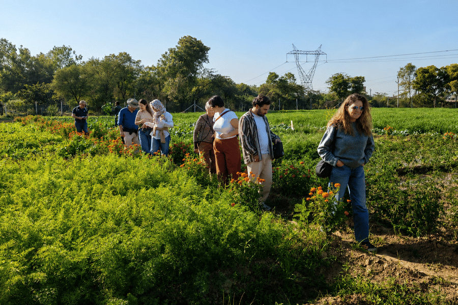 Visitors exploring lush green garden beds and crop fields during an outdoor farm walk.
