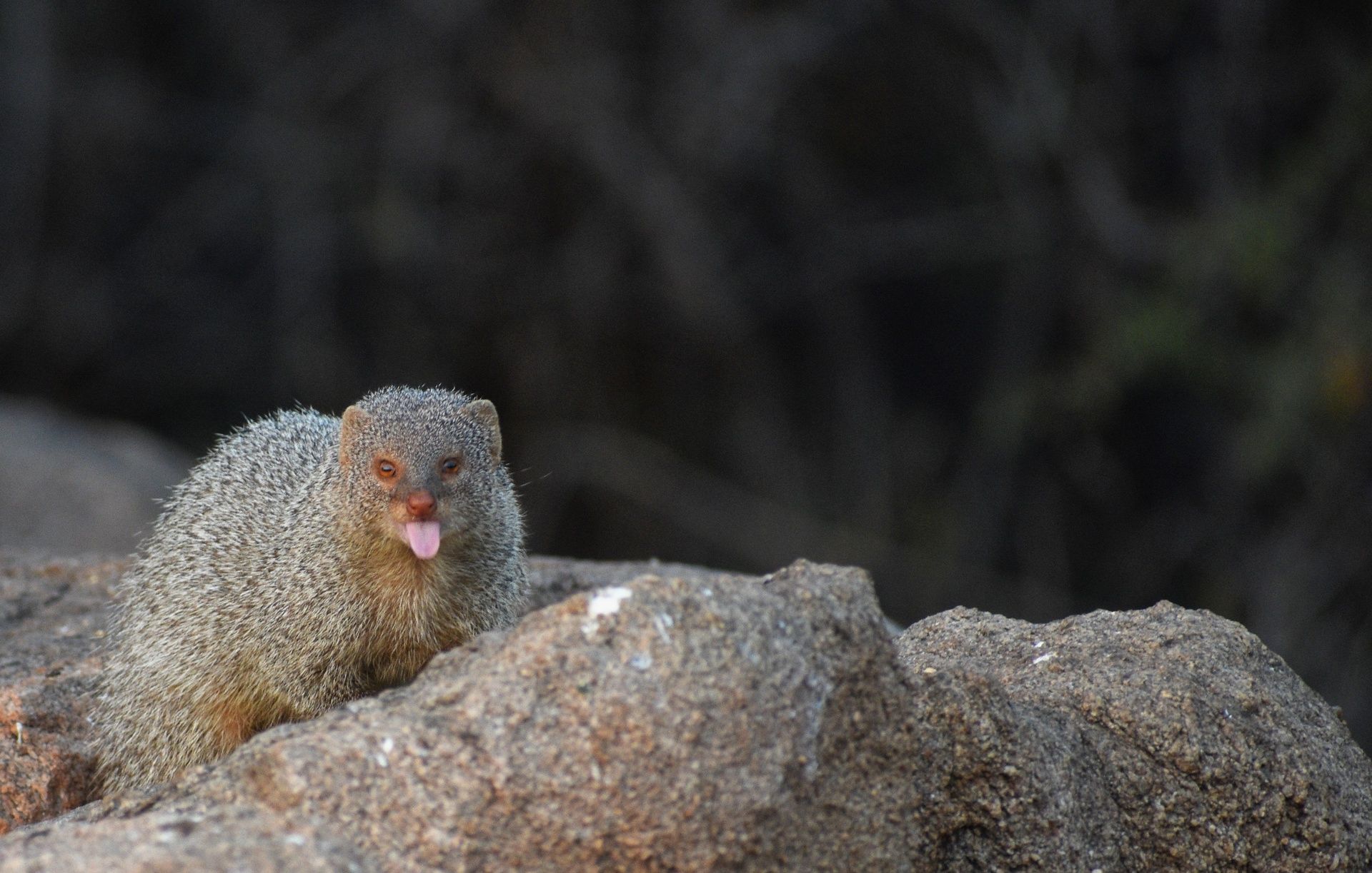 Mongoose on a rock with its tongue out.