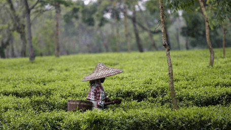 Munnar Monsoon Guide for Gulf Travellers