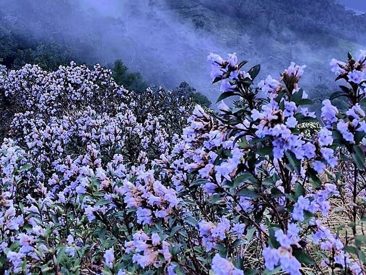 Neelakurinji flower