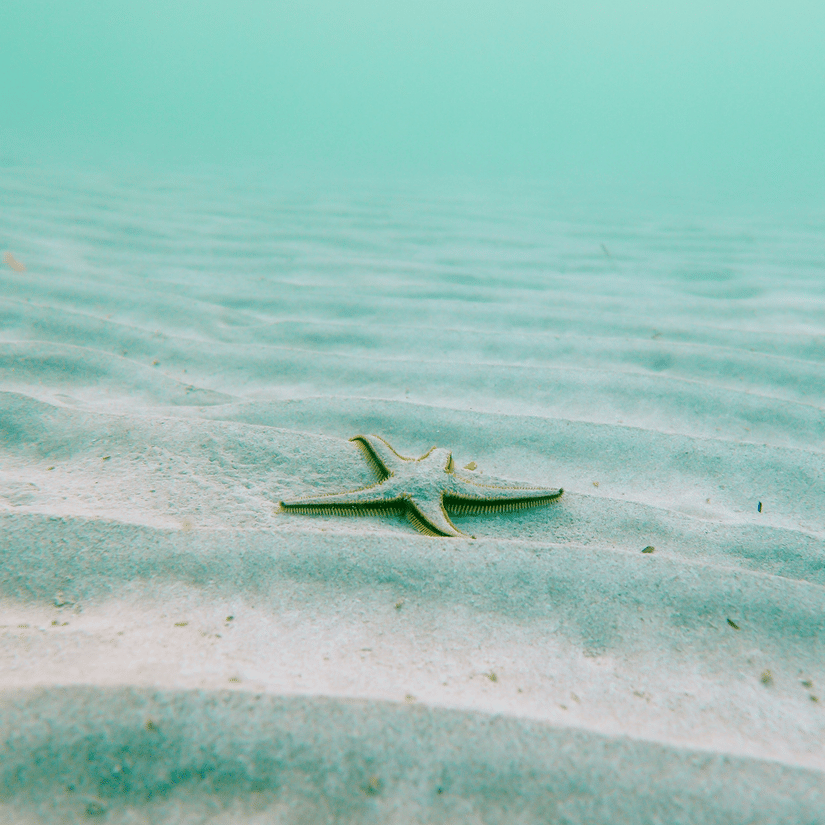 A view of a starfish on a sea floor with waves on sand and a greenish-blue background.