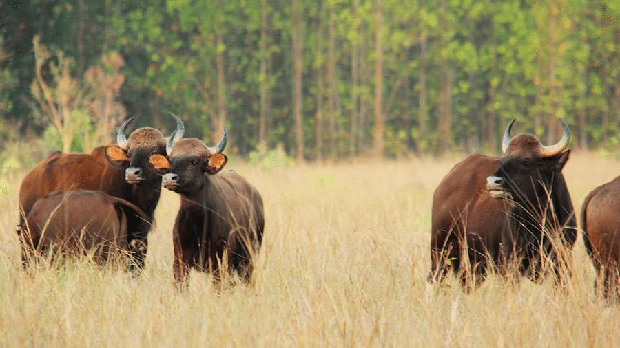 Gaur Kanha by KEdar Gore