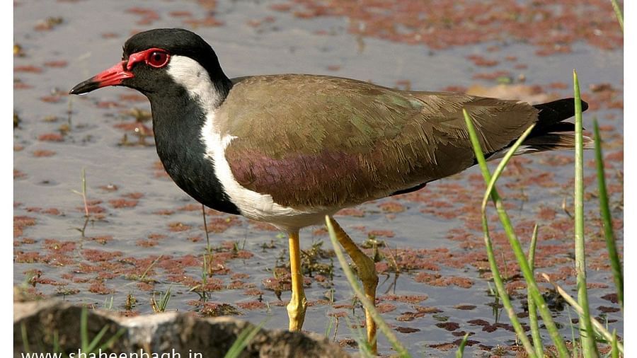 Birds at Shaheen Bagh Resort one of the best resorts in dehradun 