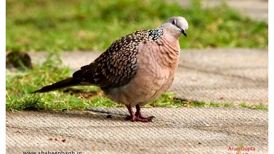 Birds at Shaheen Bagh Resort one of the best resorts in dehradun 
