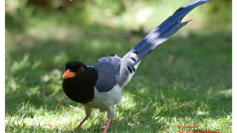 Birds at Shaheen Bagh Resort one of the best resorts in dehradun 