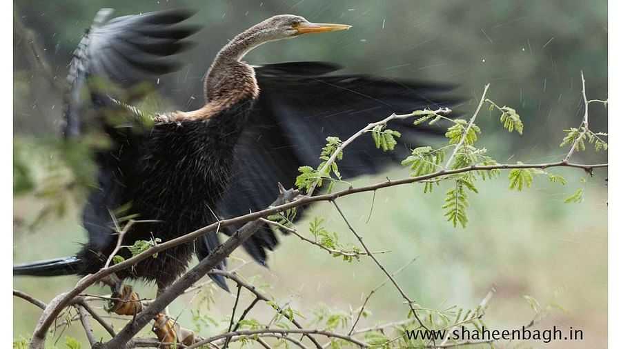 Birds at Shaheen Bagh Resort one of the best resorts in dehradun 