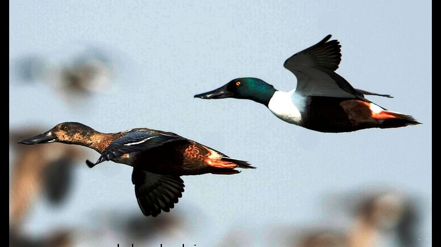 Birds at Shaheen Bagh Resort one of the best resorts in dehradun 