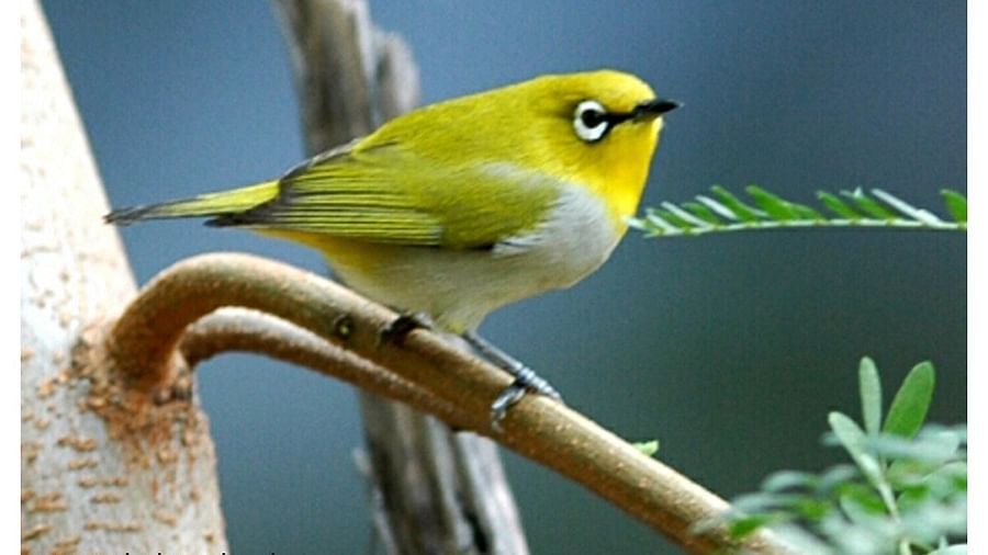 Birds at Shaheen Bagh Resort one of the best resorts in dehradun 