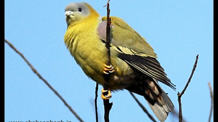 Birds at Shaheen Bagh Resort one of the best resorts in dehradun 