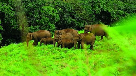 A herd of elephants is seen in a green forest.