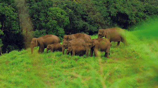 A far-out view of a herd of elephants wandering in the woods near Abad Green Forest, Thekkady.