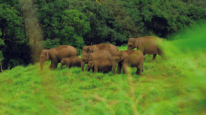 A far-out view of a herd of elephants wandering in the woods with green vegetation on the ground and a forested area in the background. 