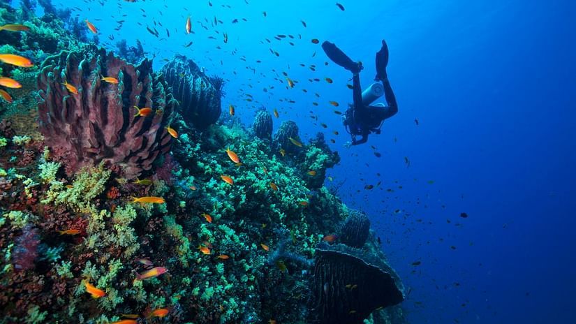 a person doing scuba diving, one of the best things to do in Havelock