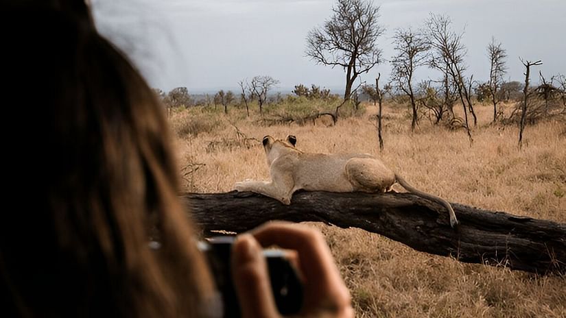 lion safari etawa