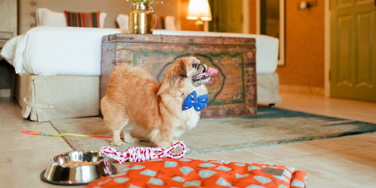 A pet-friendly room at Karma Chalets showing a dog near a bed with bowls and toys on the floor.