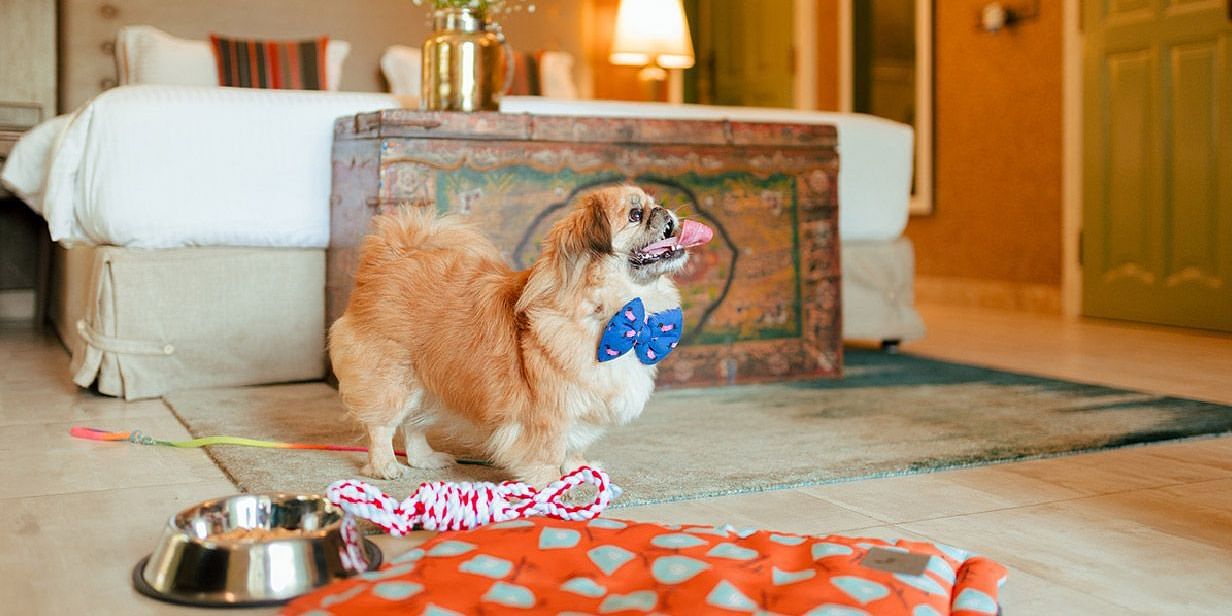 A pet-friendly room at Karma Chalets showing a dog near a bed with bowls and toys on the floor.