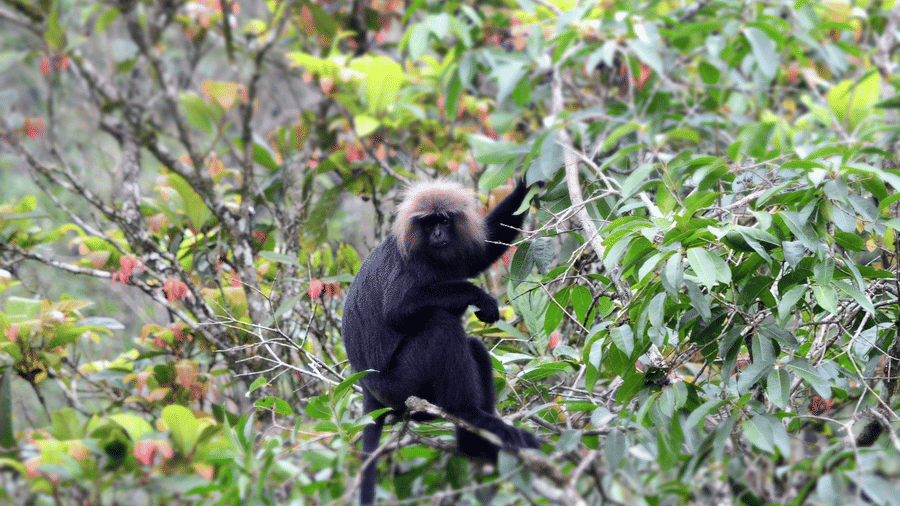 A monkey is perched on a tree branch with leaves.
