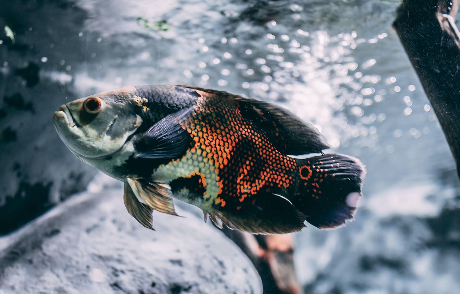  A clownfish swimming playfully in a vibrant fish aquarium, surrounded by water.