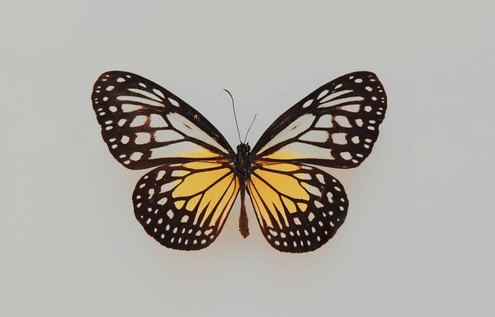 A vibrant butterfly perched on a plain surface, showcasing its colorful wings in a natural setting.