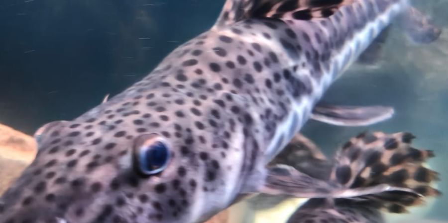 Close-up of a catfish with long whiskers in an aquarium at Bird Park - EsselWorld.