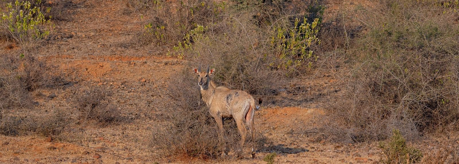 A lone Nilgai (blue bull) standing alert amidst dry scrubland and sparse thorny vegetation in a semi-arid landscape at Utsav Camp Sariska.