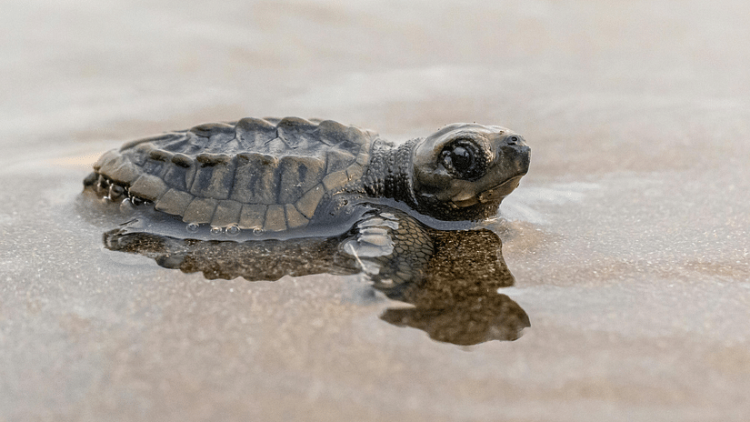 Baby sea turtle in shallow water on a beach.