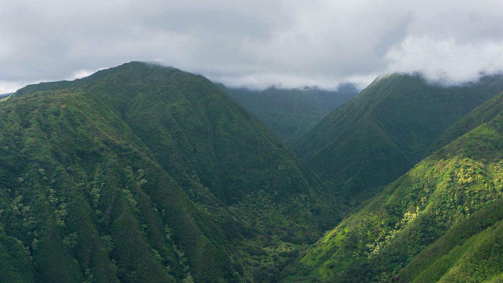 Verdant hills covered in dense forest with a misty atmosphere.