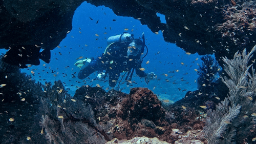 Underwater wall with corals