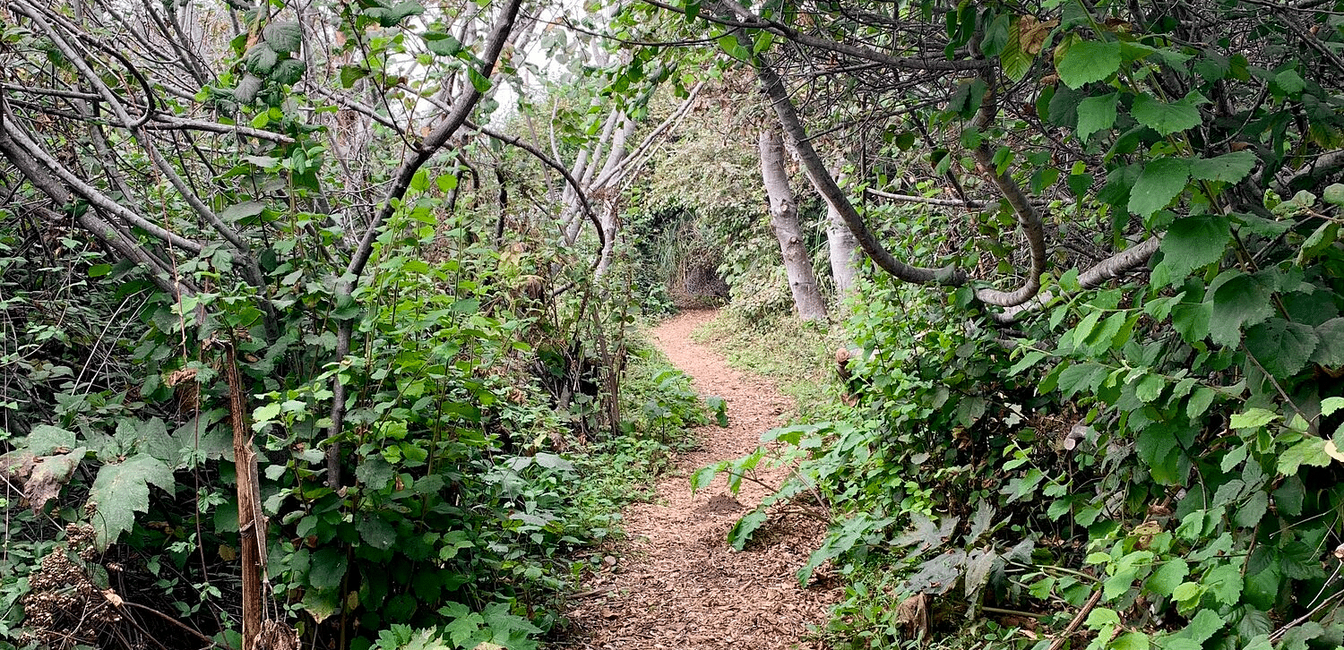 A narrow dirt path covered in fallen leaves winds through a dense forest of green trees and shrubs - Brewery Gulch Inn & Spa.