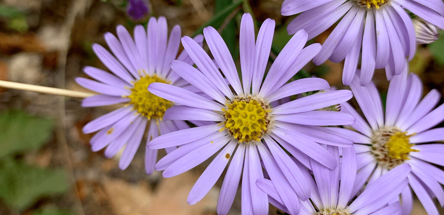 Five light purple daisies with yellow centres grow on a brown and green stem - Brewery Gulch Inn & Spa.