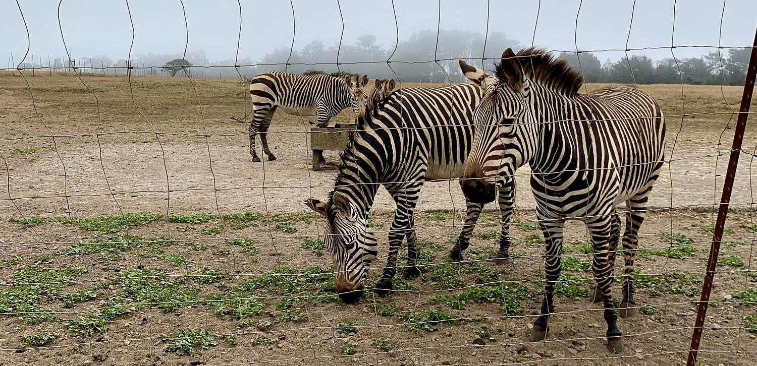 Animals with striped patterns stand in a field behind a wire fence under an overcast sky.