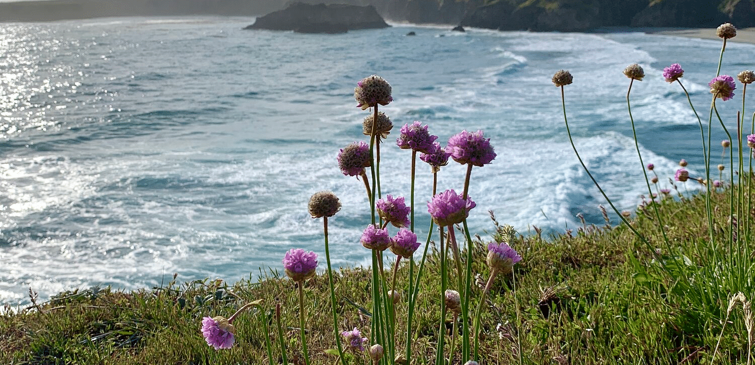 View from the mountain top with vibrant purple flowers in the foreground and a scenic view of the sea in the distance