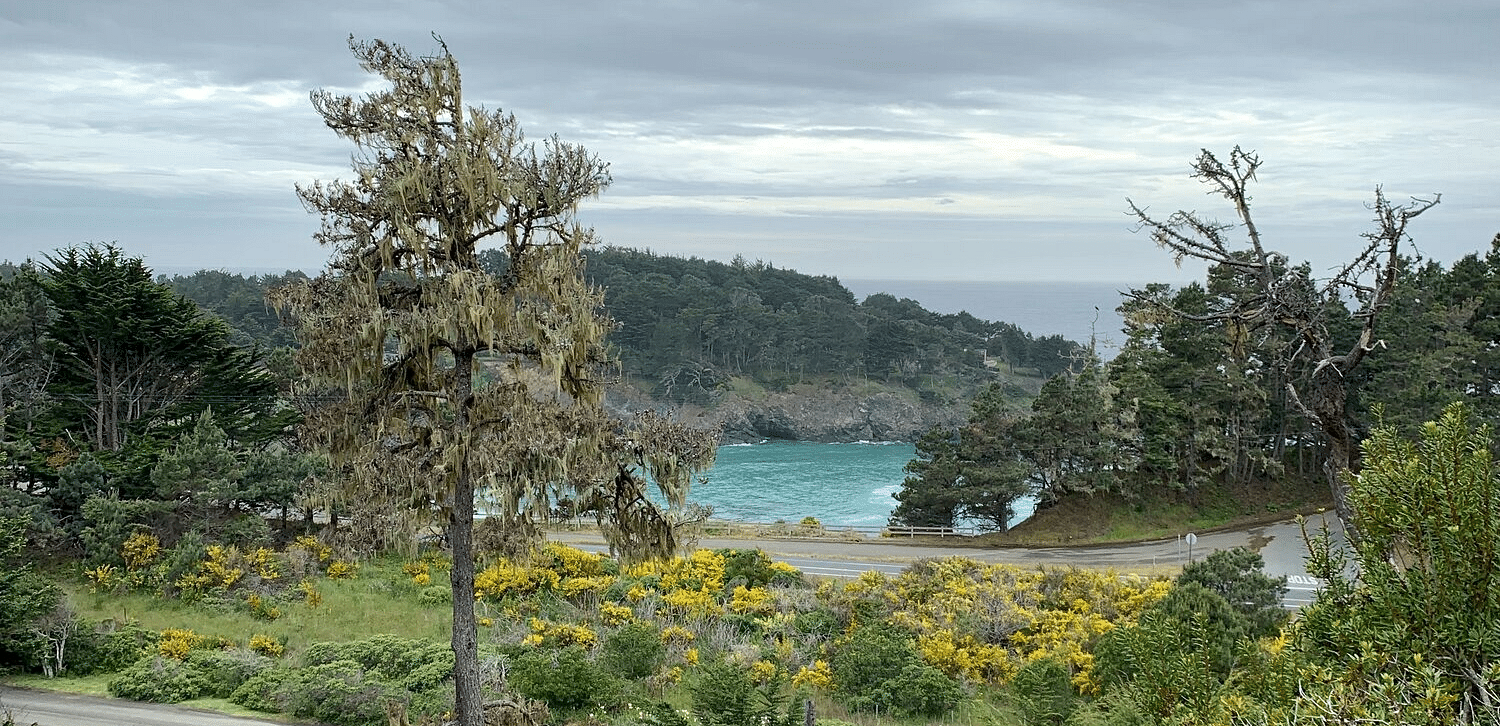 A moody, lush forest with a couple of tall trees and shrubs on a cloudy day.